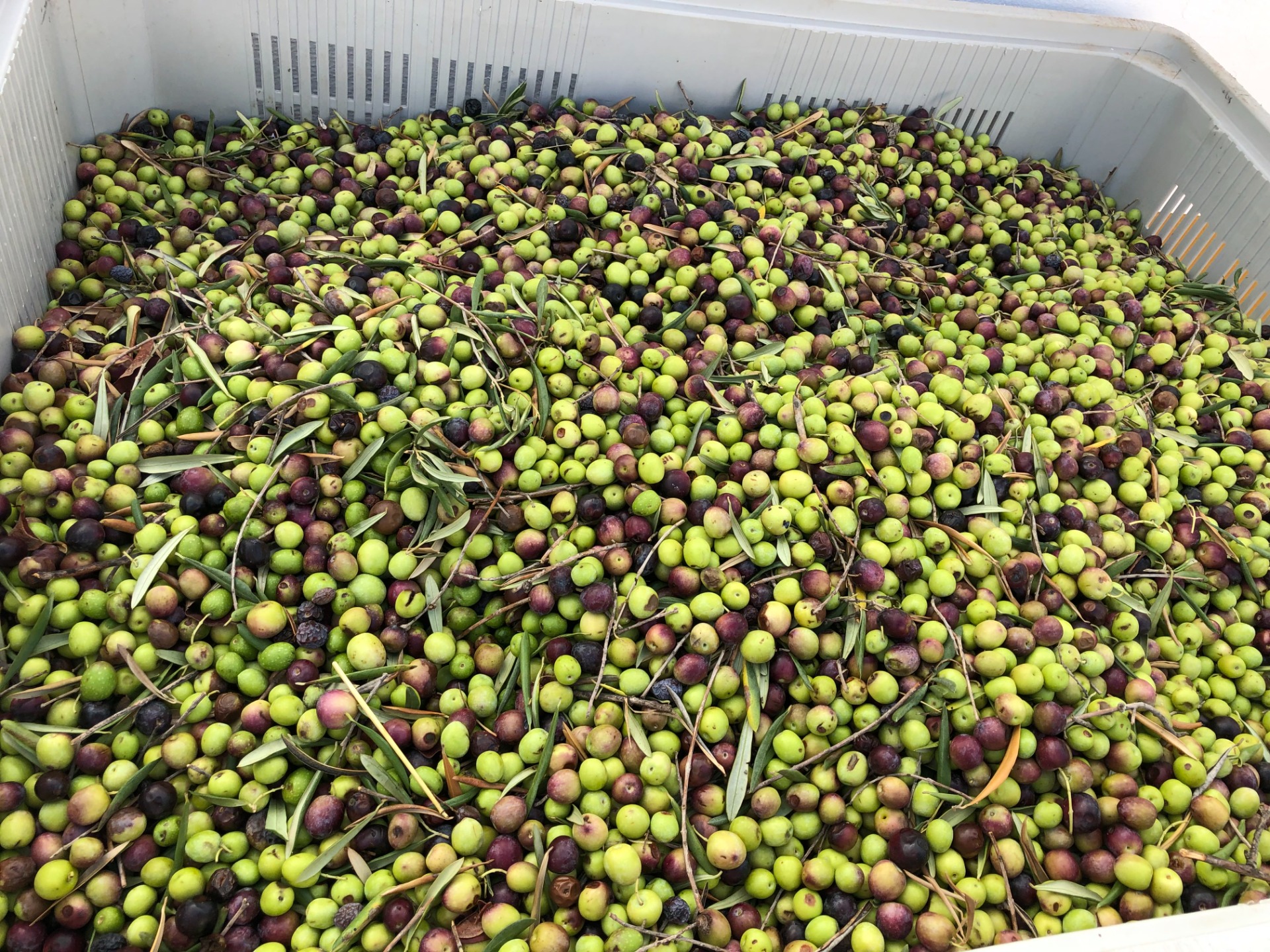 Molino del Hortelano. FOTO: Spencer Strandh